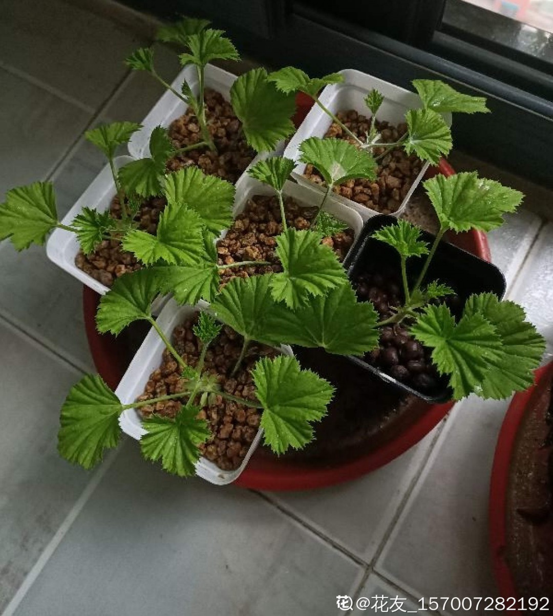 嫩苗|7种花养老桩不好,多扦插、养嫩苗,才能年年开花