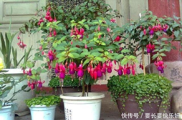 这3种花别养了，一不小心就热死，夏天最难养的三种花！