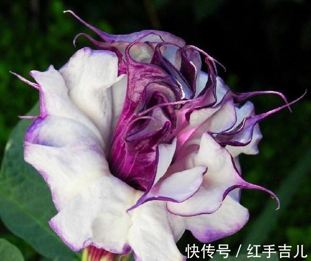 这花盛开时太妖娆,样子太美了,但毒性大离远点错不了