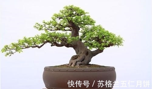 榆树老桩|榆树盆景美不胜收，什么时候造型最好？
