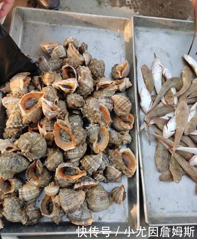 生活|这个胶东沿海小渔村,最适合美食家生活,想吃啥海鲜都有