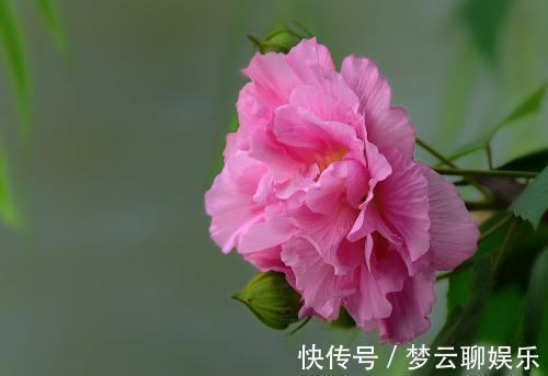 宛若少女的芙蓉花,红楼梦的晴雯便是此花的花神!适合庭院种植