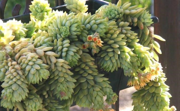 这“三多肉”不怕热,三伏天正常“补水施肥”,咕噜冒崽挤满盆