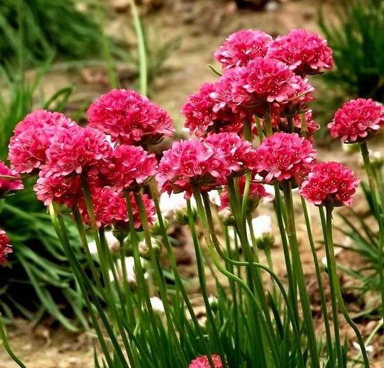 此花花色艳丽,小巧而玲珑的花瓣繁茂紧簇,代表着团结与和睦