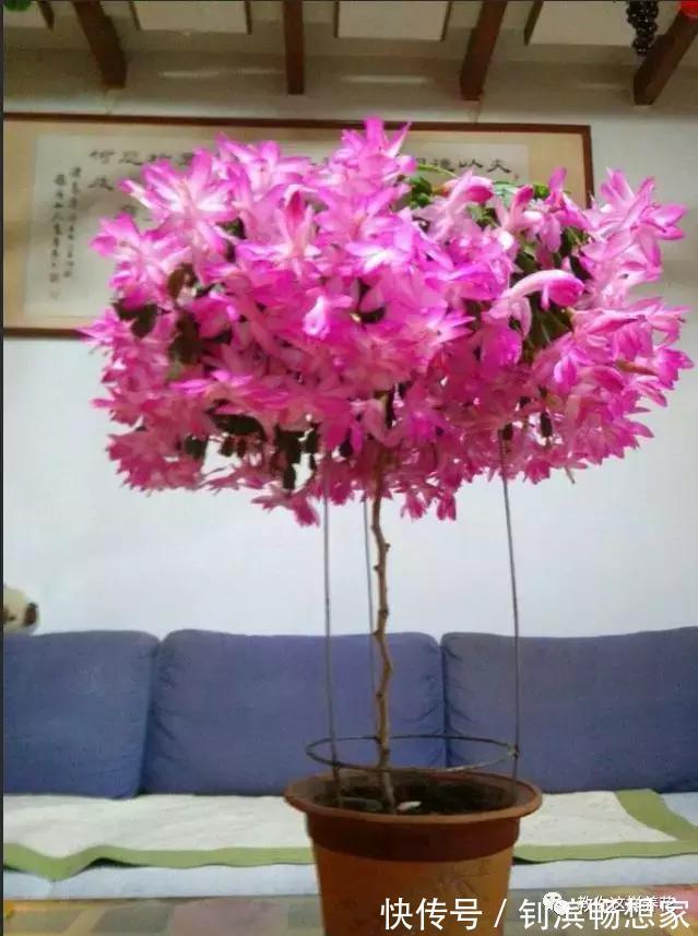 蟹爪兰用它嫁接2米高,一学就会,花量暴增还不烂根!