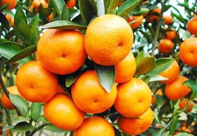 食物|患有高血压的人，不能吃太咸太油的食物外，还有三种水果不能吃