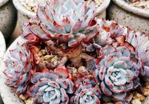 多肉从小苗养成老桩是什么样的体验？当然是没状态也成就感满满的