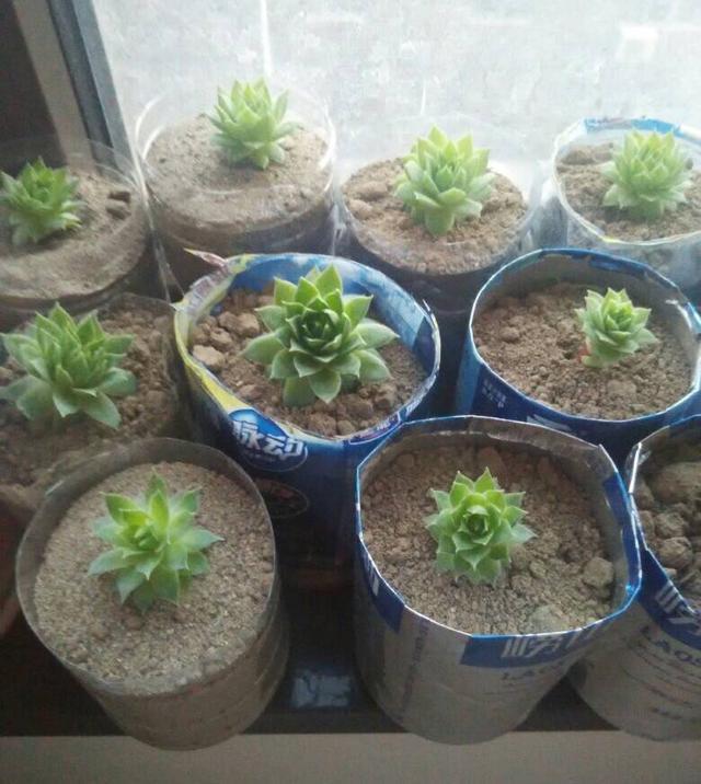 秋天养“观音莲”，别忘摘点芽繁殖，一棵变10棵，来年又长一大圈