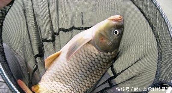 鲤鱼|钓鲤鱼用什么窝料和饵料效果最好?
