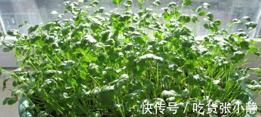 韭菜|6种绿叶菜，“菜根”不要扔，种到花盆里，20天左右就能摘着吃