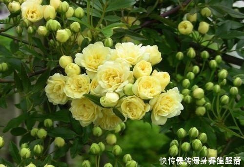 黄木香|养花，就养“3盆花”，花量特别大，一棵繁殖多棵，人见人爱！