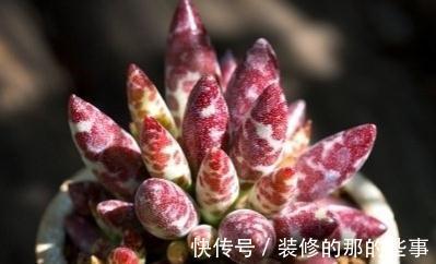 多肉植物|多肉水泡系列悄然走红，斑纹醒目的梅花鹿水泡成热门