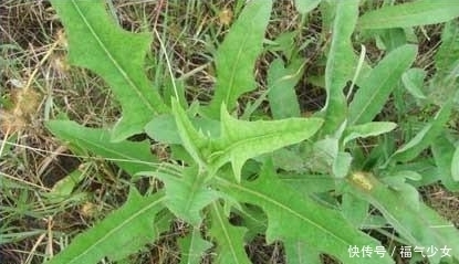 老农民|老农民才认识这些野菜，是难得的药材，抗菌明目，还降血压血脂！