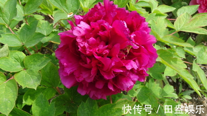 喜欢牡丹,不如养盆“牡丹珍品”大富红,雍容华贵,花开又富贵!