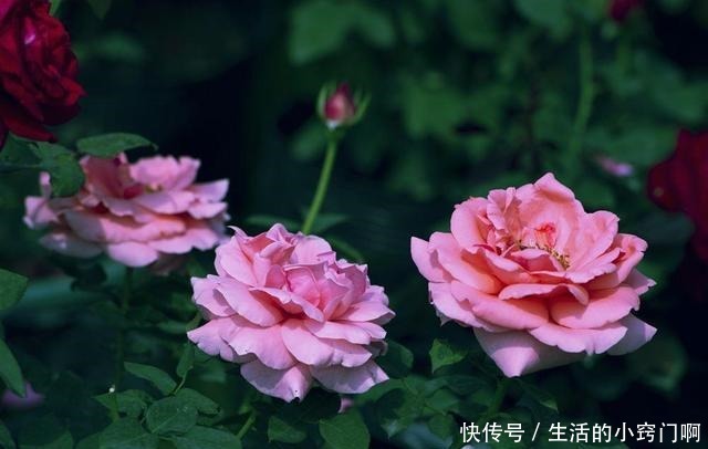 这5种花不仅好看,还能当药材来用!很养人!