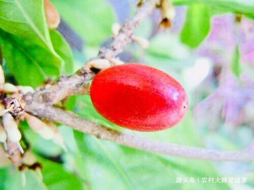 野果|喉嚨痛者“克星”，多食此野果，喉嚨痛好了，痛經沒了，還祛濕毒