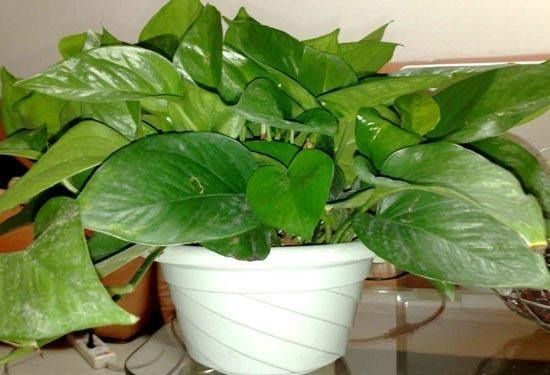 绿萝也要补营养,浇水的时候加一点,叶子不黄有精神!