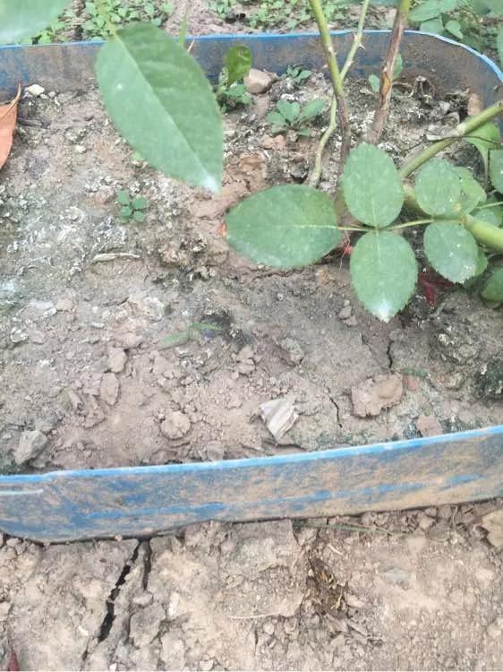 养花8个坏习惯要“戒掉”,人人犯过,至少2个!