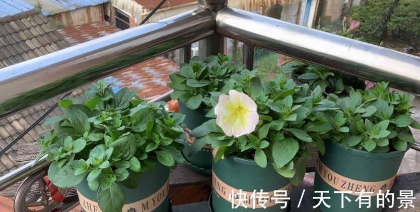 养花|新手养花只有“养不好”和“养死”吗？小花匠告诉你答案，很简单