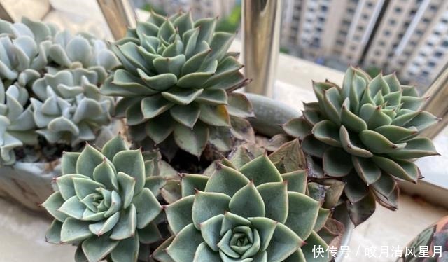 度夏|绿了也是心头肉,开始为度夏担忧!