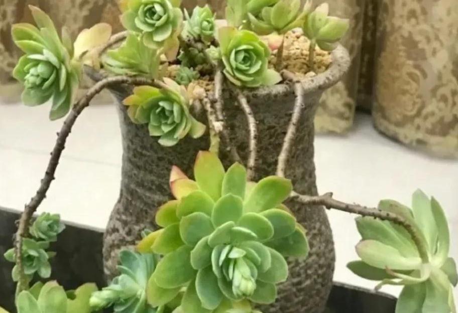 多肉薄化妆怎么养殖快速形成老桩,掌握5个方法,脱变完美老桩