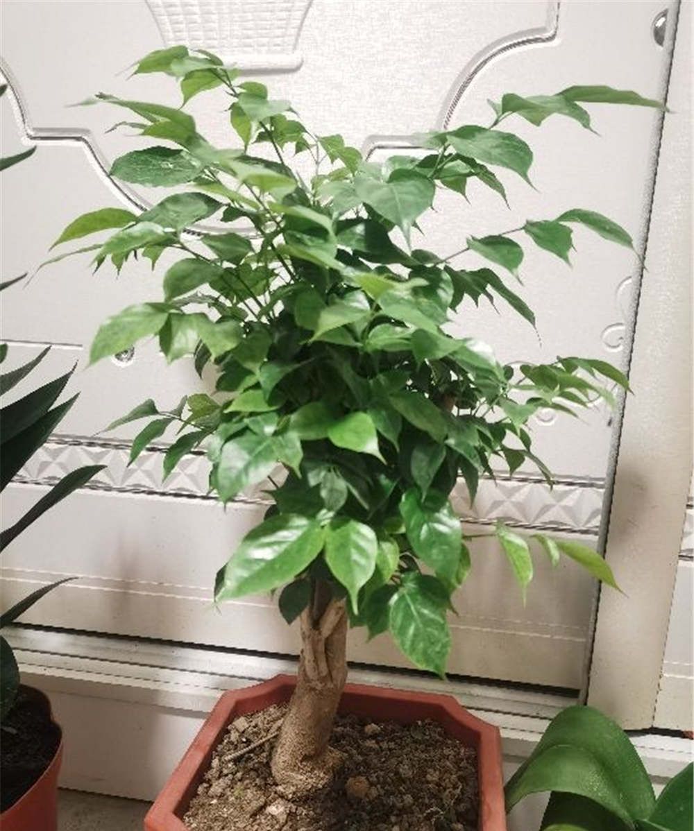 养眼|养花试试这几款,四季常绿,养在家里超级养眼