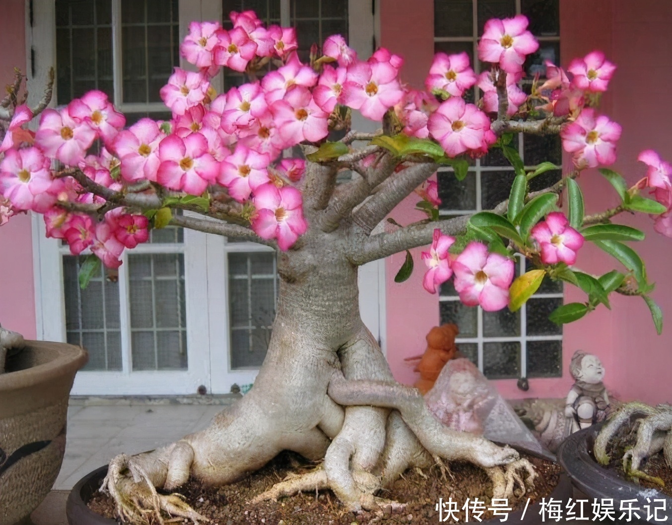 喜阳植物|去朋友家玩，发现她家阳台有一种花卉，太漂亮了，拍给大家看看