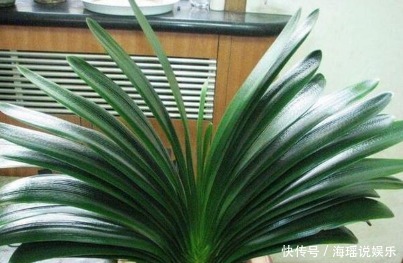 养花|家居养花最正确的君子兰浇水方式,不用施肥也能够花大色艳!