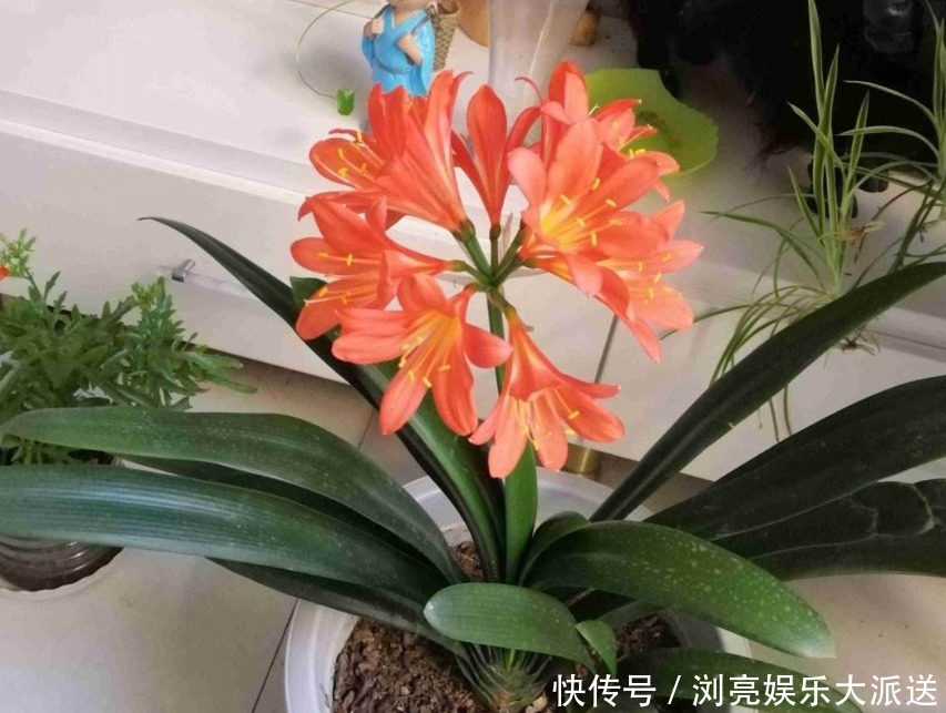 花友|君子兰养了10年不开花,就是这个原因,看完就明白了!