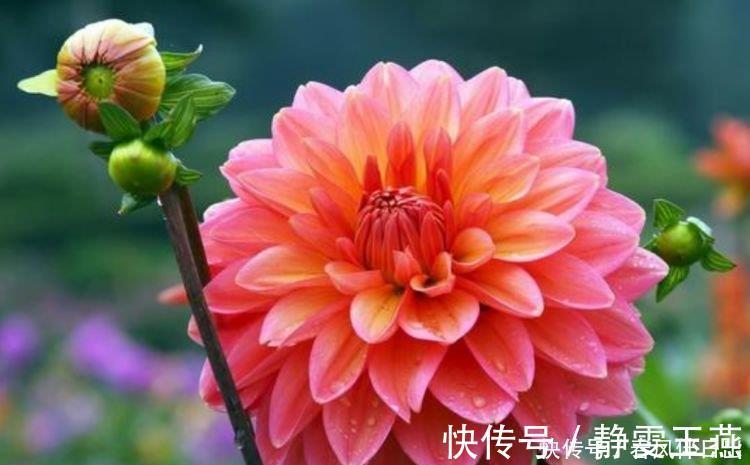 三角梅|4种花就适合现在养,花朵多、花期长,新手懒人都养得好!