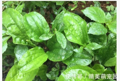 蒲公英花|青菜比肉还贵?立冬后,农村5种时令野菜可以吃了,比春天还鲜嫩