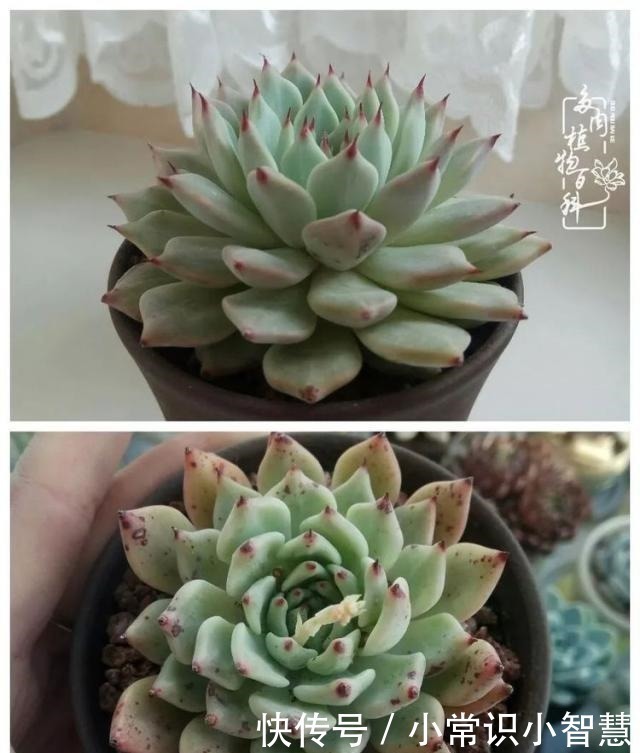 欧紫|我是多肉飘窗党，我来晚了！我是多肉飘窗党，我来晚了！