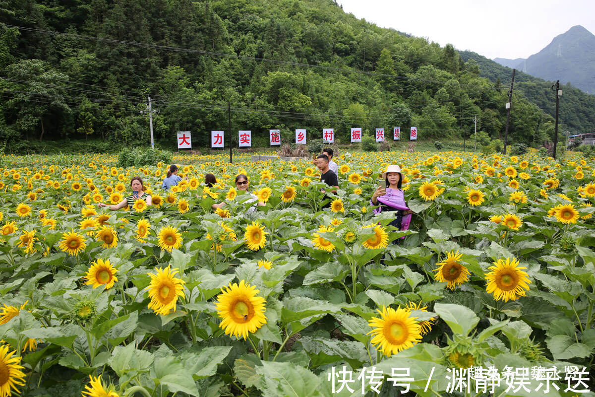 油葵|隐世小山村向日葵花盛开引来游客，高颜值经济让村民脱贫致富