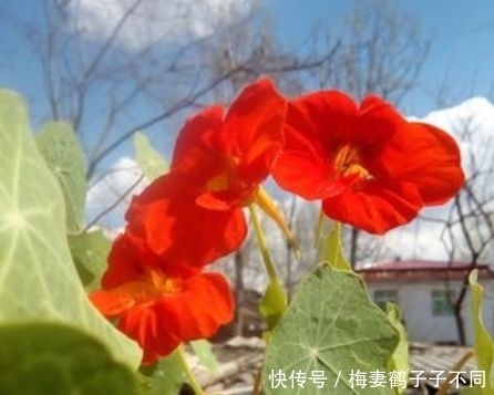 最适合新手养的花,沾土就能活,花开枝繁叶茂,美极了