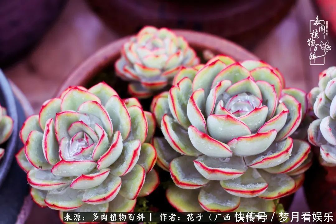 为了爱情|为了爱情来到陌生城市,偶遇多肉,地老天荒的爱恋!