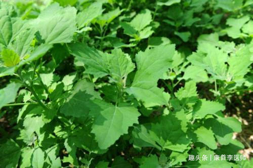荠菜|好吃营养的几种食物,男女常吃,清热解毒,预防疾病,气色更红润