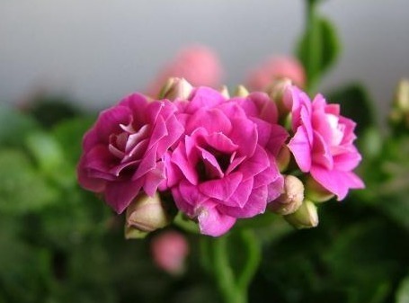 枝条|家里的长寿花没精神,一碰还掉叶,试试这些技巧,花儿美叶儿绿