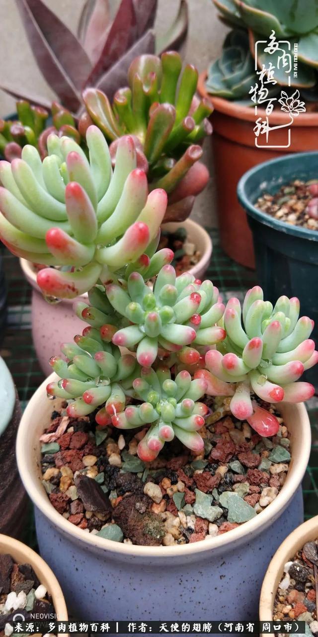 唯有植物,我的人生才不孤独!