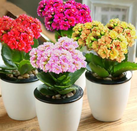 腐殖质|想要长寿花一年变“老桩”,两个技巧,窜两米高,360度开成花球