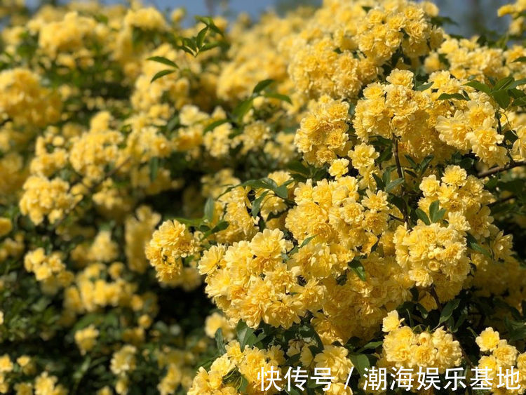 花型|家养这些植物,阳台开出花海,花大色艳,家中常常有花赏