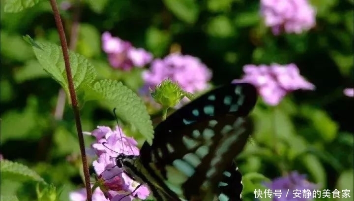 岗梅根|一种野外常见的草药，内服外用皆是良药，7种妙用能治身体7大病症