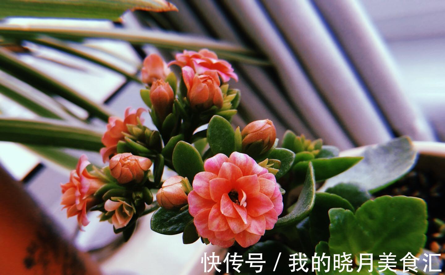 十种健康花,适合现在养,人养花花亦养人,越养空气越“干净”