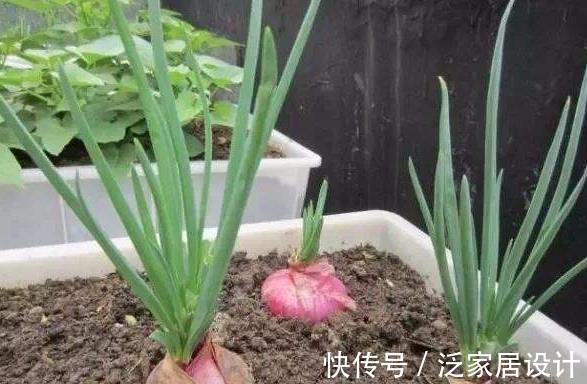 洋葱根|室内种洋葱，随手种一块，小洋葱蹭蹭长