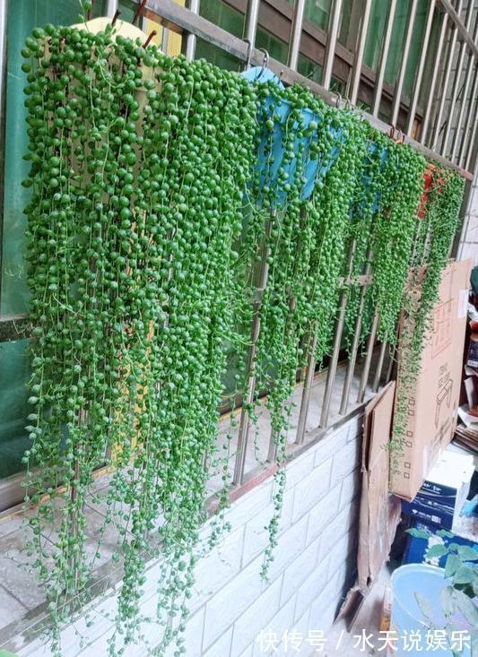 7种多肉,一养就爆盆,长长垂下来,变成“肉瀑布”,美煞人