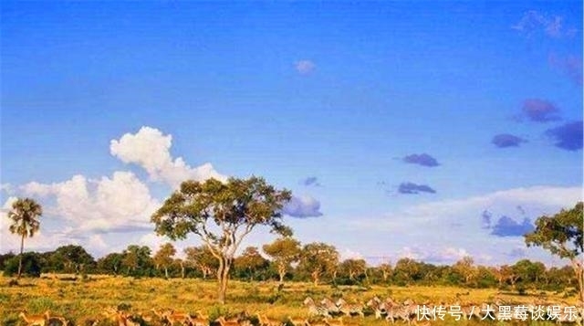 非洲人连饭都吃不上,为啥不去种地?看地上长得是什么就能明白了