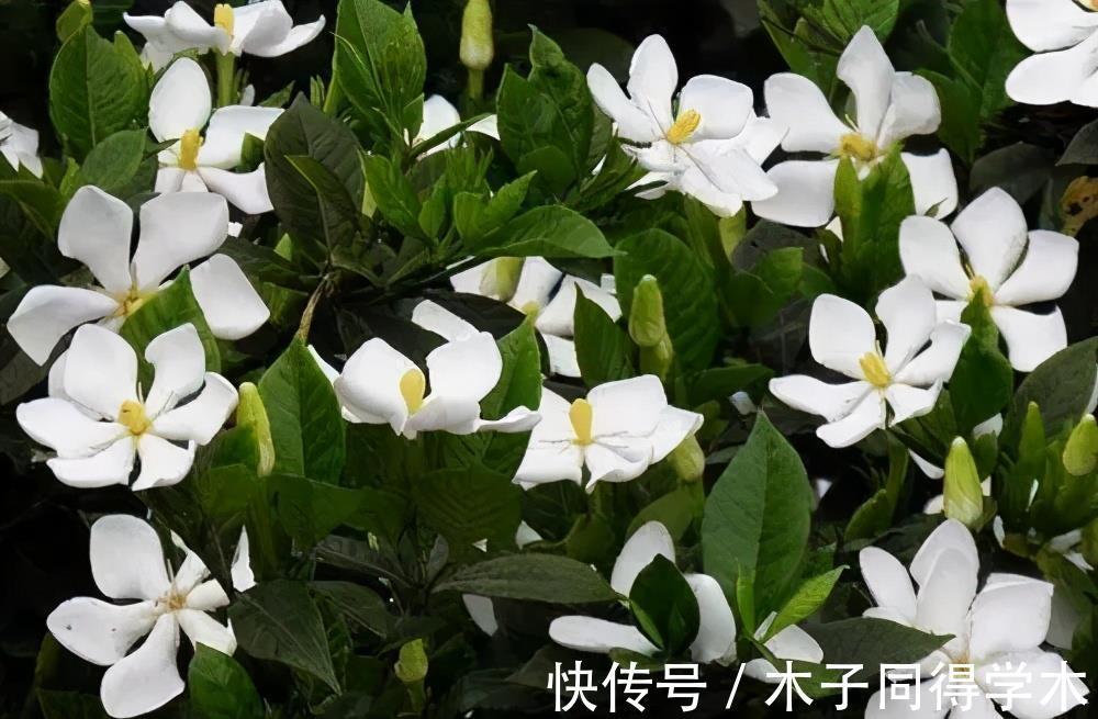 金枝玉叶|4种漂亮花,7月别忘了修剪,还能再开一茬花,剪得越狠花朵越多