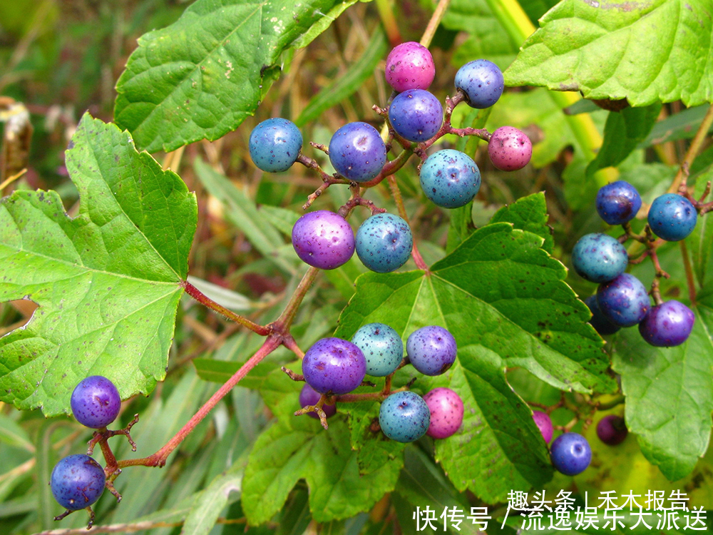 农村4种野葡萄，儿时常摘来当零食吃，如今稀罕少见，遇到别错过