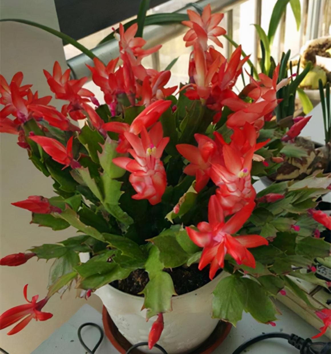 冷天,蟹爪兰有5怕,避开才能长满“钢片叶”,一年比一年开花多