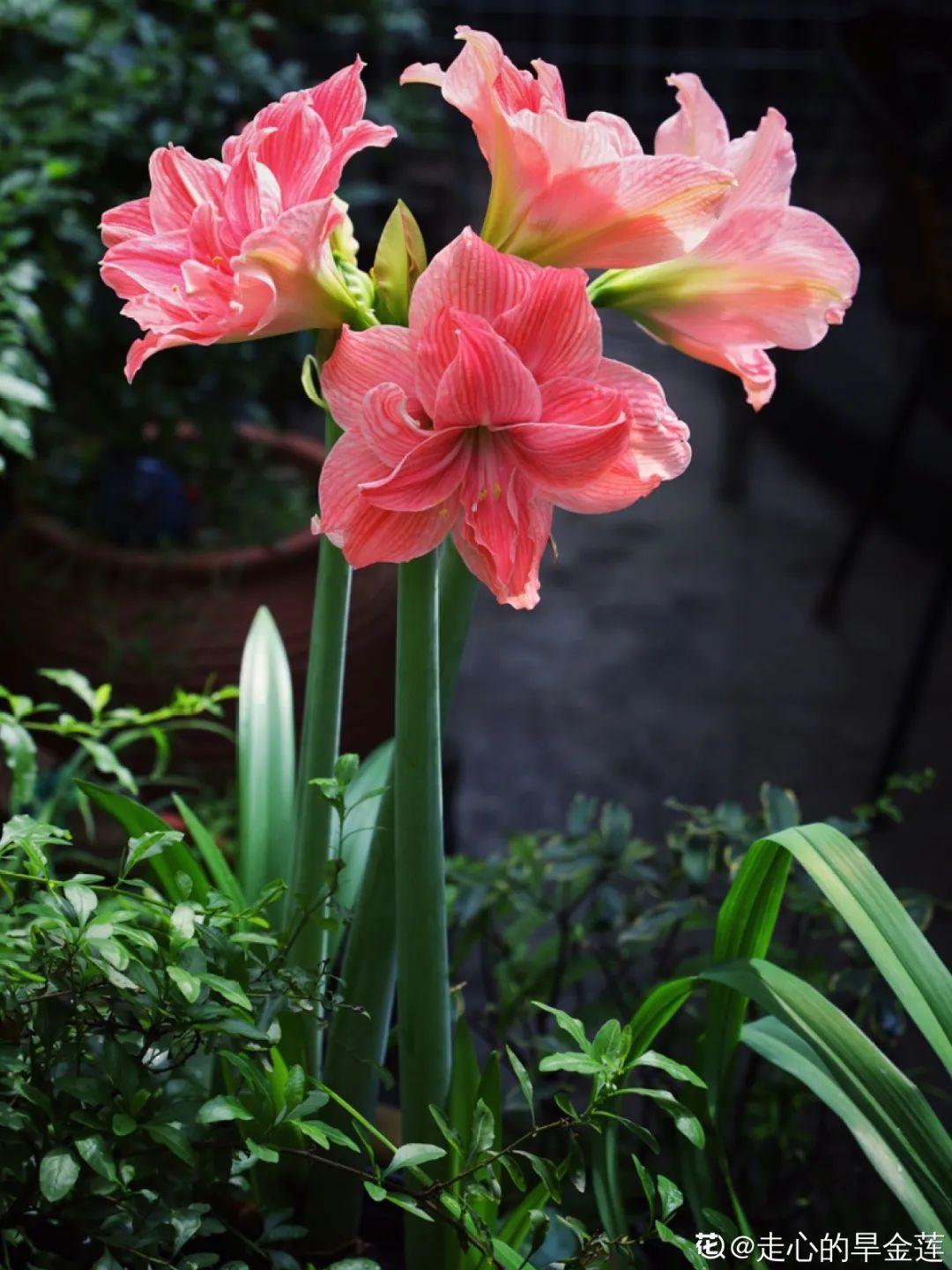 再穷也要养长寿花,寓意好、开花美,养人又养家!