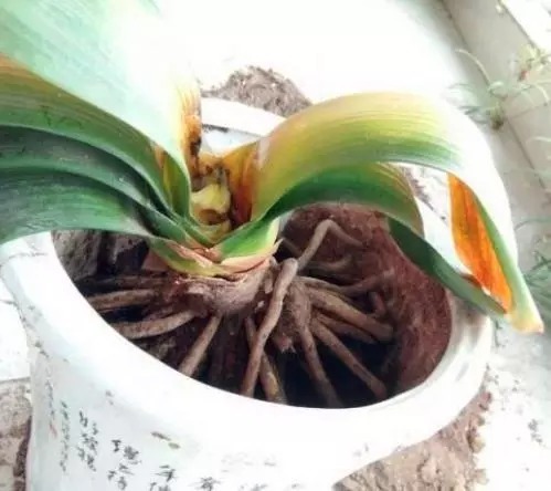 君子兰总烂根、烂心,盆里丢下“这2物”,根系爆盆,开花红艳艳